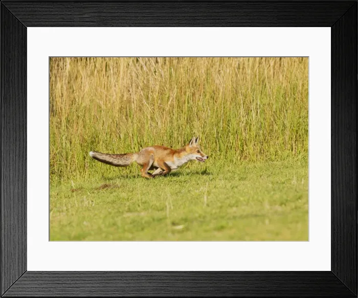 Framed Print : Red Fox - cub running after ball - controlled conditions 14313 Framed Print : Red Fox - cub running after ball - controlled conditions 14313