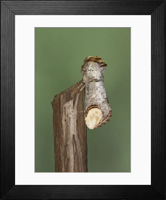 Framed Print : Buff-tip Moth - Essex, UK IN000890 Framed Print : Buff-tip Moth - Essex, UK IN000890