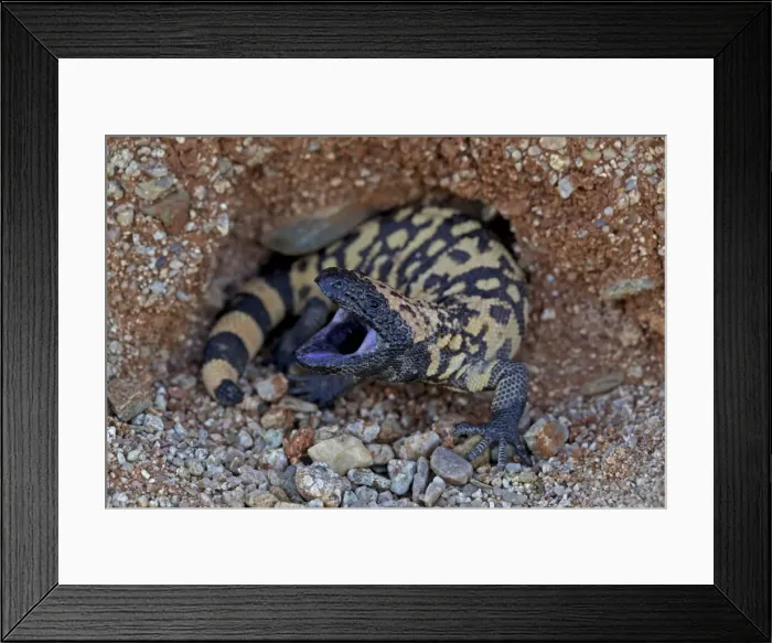 Framed Print : Gila Monster - defensive reaction - Sonoran desert - Arizona - USA Framed Print : Gila Monster - defensive reaction - Sonoran desert - Arizona - USA