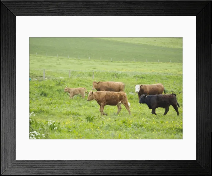 Framed Print : Cattle in Meadow Orkney Mainland MA002319 Framed Print : Cattle in Meadow Orkney Mainland MA002319