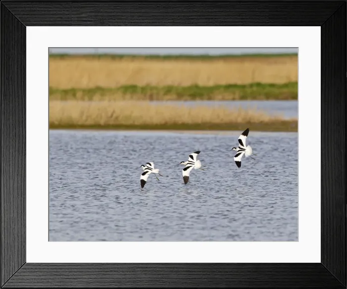Framed Print : Avocet - three in flight - Cley - Norfolk - UK 12284 Framed Print : Avocet - three in flight - Cley - Norfolk - UK 12284