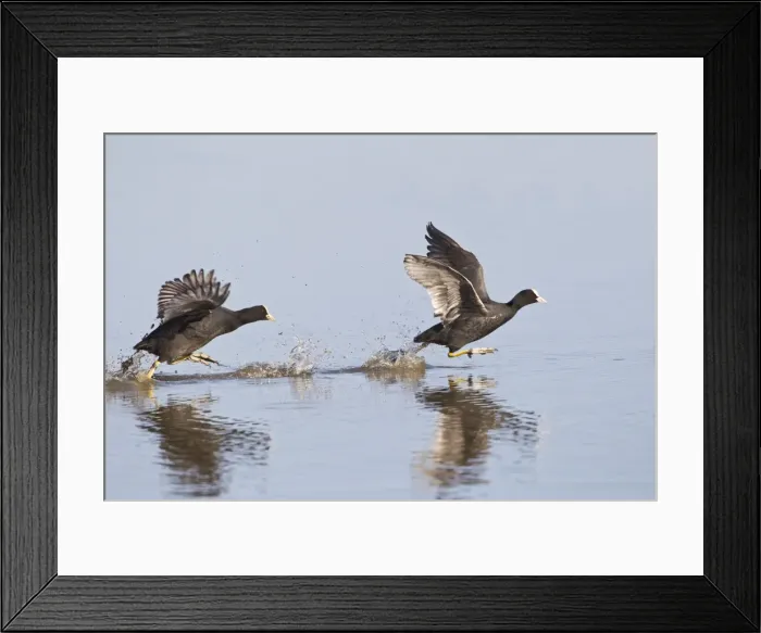 Framed Print : Coot - two chasing across water - Cley - Norfolk - UK 12335 Framed Print : Coot - two chasing across water - Cley - Norfolk - UK 12335