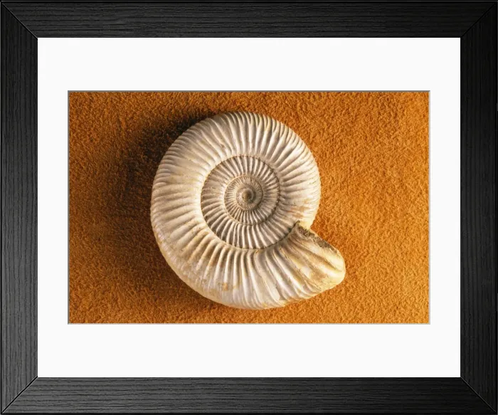 Framed Print : Ammonite Fossil Jurassic, Madagascar Framed Print : Ammonite Fossil Jurassic, Madagascar