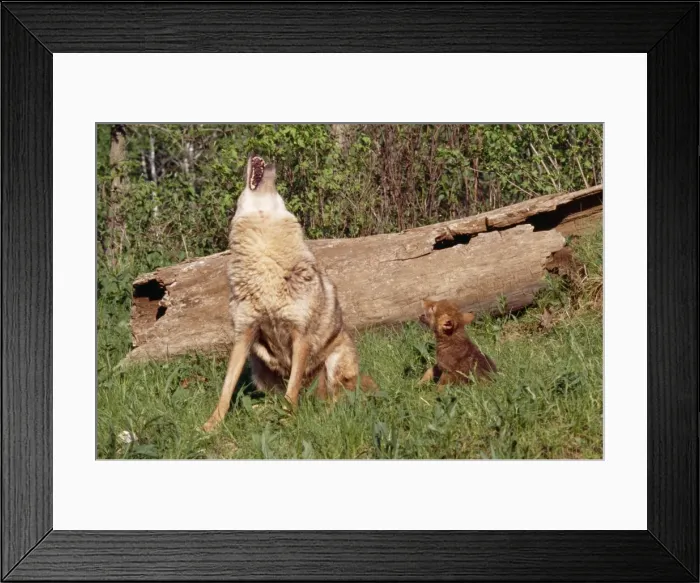 Framed Print : Coyote CLA 555 Mother & pup Howling Canis latrans © Mary Clay / ardea. com Framed Print : Coyote CLA 555 Mother & pup Howling Canis latrans © Mary Clay / ardea. com