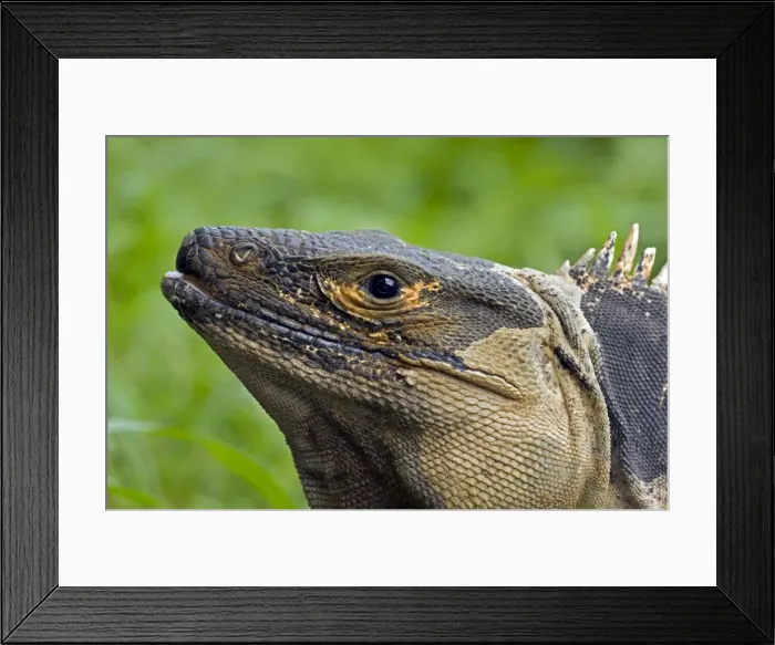Framed Print : Spiny-tailed Iguana - Tropical dry forest - Santa Rosa National Park - Costa Rica Framed Print : Spiny-tailed Iguana - Tropical dry forest - Santa Rosa National Park - Costa Rica
