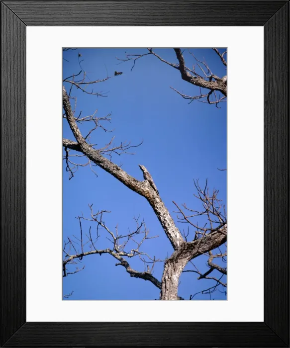 Framed Print : Great Potoo - on nest - Venezuela Framed Print : Great Potoo - on nest - Venezuela