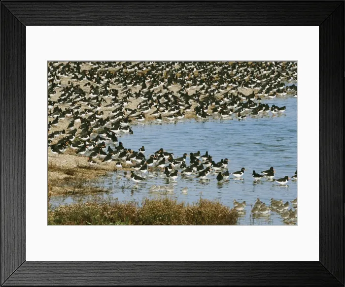 Framed Print : Oystercatcher - flock on shingle shore Framed Print : Oystercatcher - flock on shingle shore