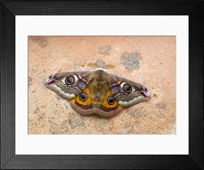 Framed Print : Emperor Moth - male - UK Framed Print : Emperor Moth - male - UK