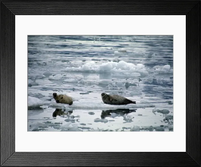 Framed Print : Ringed Seal Framed Print : Ringed Seal