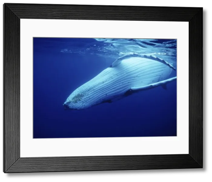Framed Print : Humpback Whale FG 12435 Swimming underwater showing throat and ventral grooves Vava'u, Kingdom of Tonga, South Pacific Megaptera novaeangliae © Francois Gohier / ardea. com Framed Print : Humpback Whale FG 12435 Swimming underwater showing throat and ventral grooves Vava'u, Kingdom of Tonga, South Pacific Megaptera novaeangliae © Francois Gohier / ardea. com