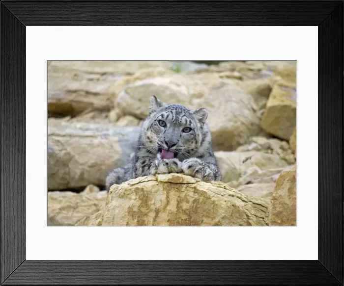 Framed Print : Snow Leopard - female cleaning Framed Print : Snow Leopard - female cleaning