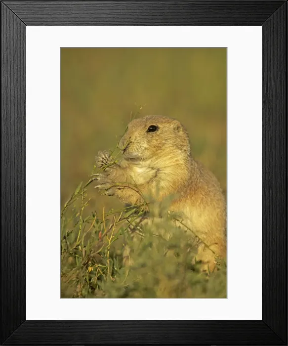 Framed Print : Blacktail Prairie Dog - Wyoming - USA