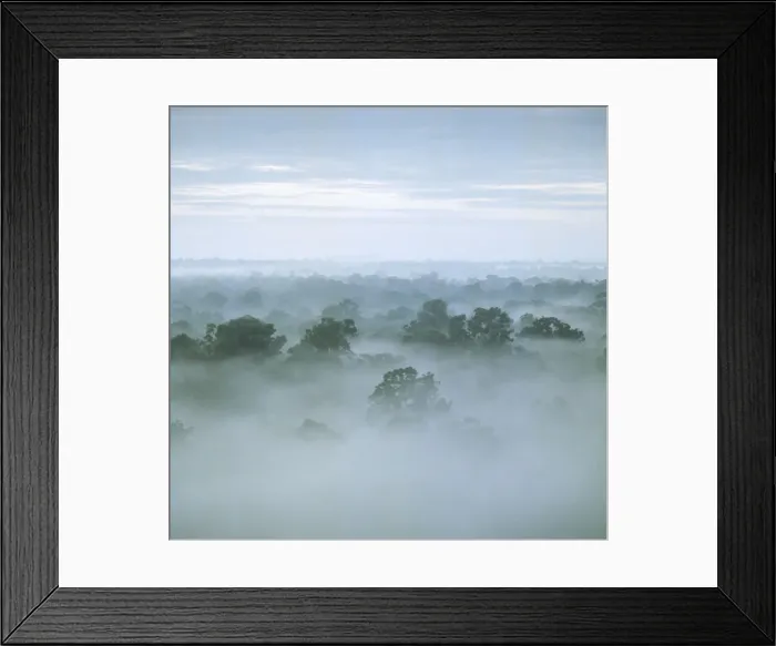 Framed Print : Tropical rain forest at dawn, Raleighvallen Voltzberg National Park, Suriname, Dutch Guiana, South America Framed Print : Tropical rain forest at dawn, Raleighvallen Voltzberg National Park, Suriname, Dutch Guiana, South America