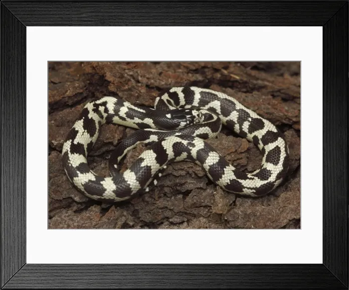 Framed Print : California Kingsnake (aberrant phase) - controlled conditions - USA Framed Print : California Kingsnake (aberrant phase) - controlled conditions - USA
