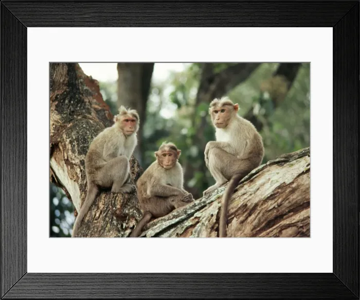 Framed Print : Bonnet Macaque GKB 898 India Macaca radiata © G. K. Brown / ARDEA LONDON Framed Print : Bonnet Macaque GKB 898 India Macaca radiata © G. K. Brown / ARDEA LONDON