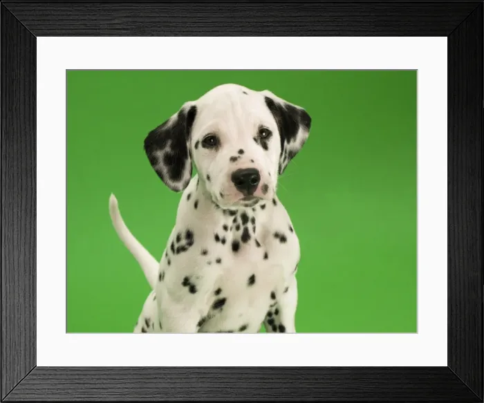 Framed Print : Dog - Dalmatian puppy Framed Print : Dog - Dalmatian puppy