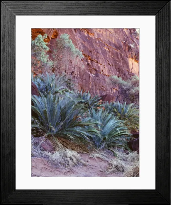 Framed Print : Cycad - vulnerable species, endemic to southern ranges of NT. Its females cones weigh up to 20 kg. Finke Gorge National Park, Northern Territory, Australia JLR05642 Framed Print : Cycad - vulnerable species, endemic to southern ranges of NT. Its females cones weigh up to 20 kg. Finke Gorge National Park, Northern Territory, Australia JLR05642