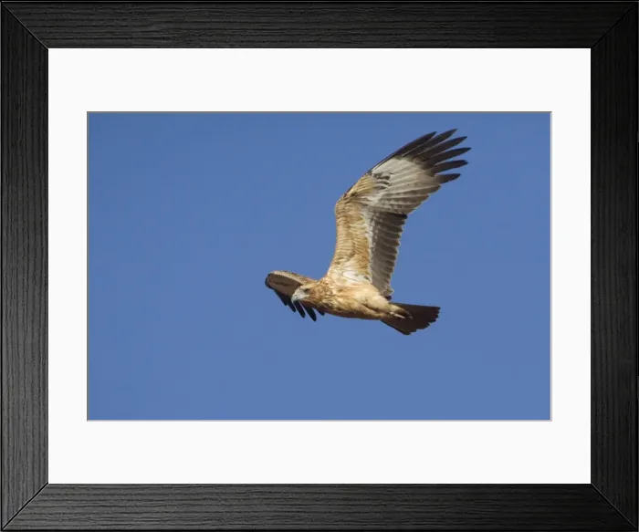 Framed Print : Black-breasted Buzzard - juvenile in flight - about 50km east of Ti Tree, Northern Territory, Australia Framed Print : Black-breasted Buzzard - juvenile in flight - about 50km east of Ti Tree, Northern Territory, Australia