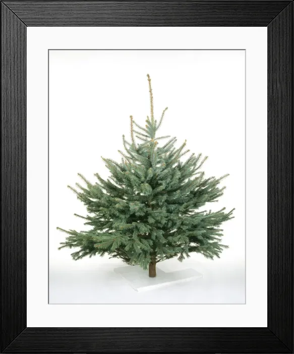 Framed Print : Cristmas Tree - Blue Colorado Spruce variety Framed Print : Cristmas Tree - Blue Colorado Spruce variety
