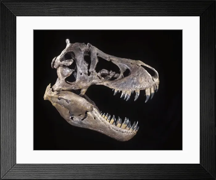 Framed Print : Dinosaurs - Theropods - Tyrannosaurus rex skull - Upper Cretaceous Cast of the original fossil known as STAN'. Courtesy Black Hills Institute of Geological Research, Hill City, South Dakota. DE434 Framed Print : Dinosaurs - Theropods - Tyrannosaurus rex skull - Upper Cretaceous Cast of the original fossil known as STAN'. Courtesy Black Hills Institute of Geological Research, Hill City, South Dakota. DE434