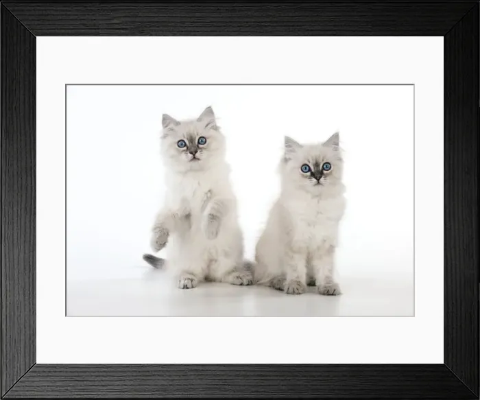 Framed Print : CAT - 10 week old ragdoll kittens Framed Print : CAT - 10 week old ragdoll kittens