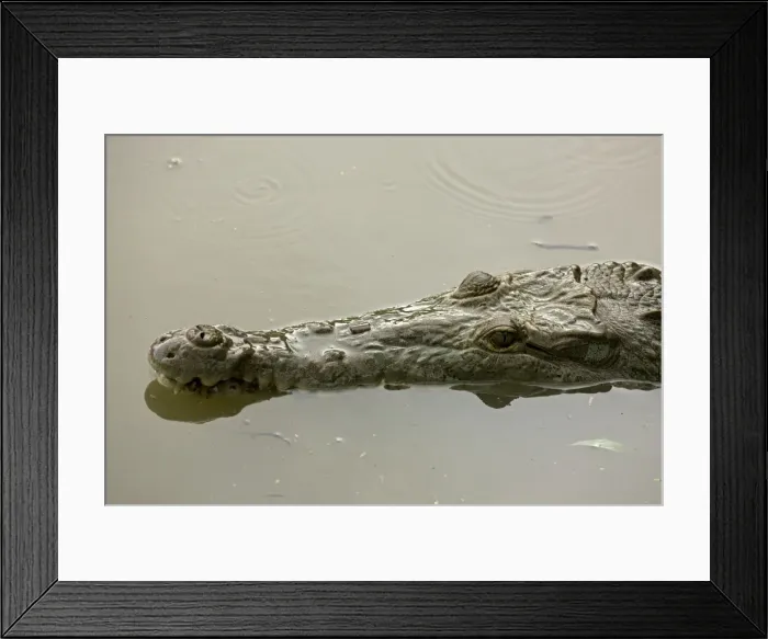 Framed Print : American Crocodile - Tropical rainforest - Costa Rica Framed Print : American Crocodile - Tropical rainforest - Costa Rica