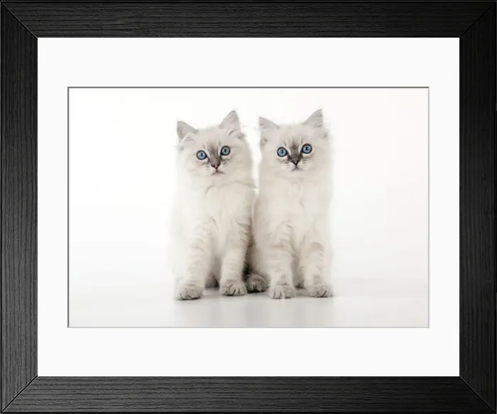 Framed Print : CAT - 10 week old ragdoll kittens Framed Print : CAT - 10 week old ragdoll kittens