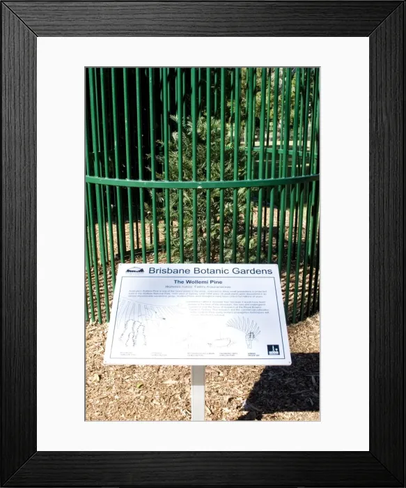 Framed Print : Wollemi Pine - a recently discovered living fossil in cultivation at Australia Brisbane Mt Coot-tha Botanic Gardens (Araucariaceae: Wollemi nobilis) Framed Print : Wollemi Pine - a recently discovered living fossil in cultivation at Australia Brisbane Mt Coot-tha Botanic Gardens (Araucariaceae: Wollemi nobilis)