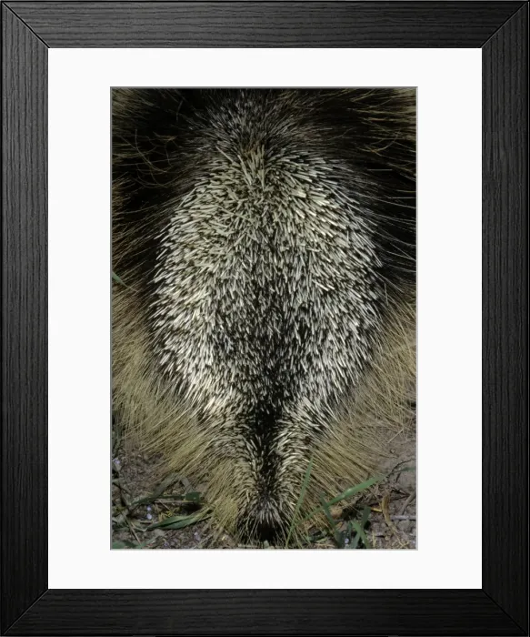 Framed Print : Porcupine - in defensive posture Framed Print : Porcupine - in defensive posture