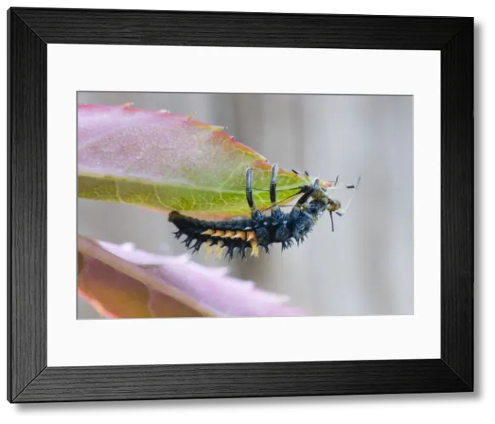 Framed Print : Harlequin Ladybird larva - eating aphid - UK Framed Print : Harlequin Ladybird larva - eating aphid - UK