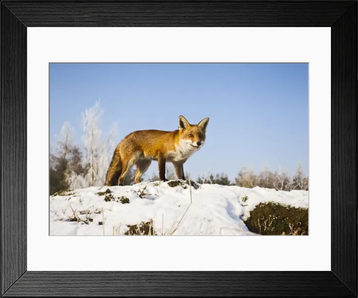 Framed Print : Red Fox - in snow - controlled conditions 15780 Framed Print : Red Fox - in snow - controlled conditions 15780