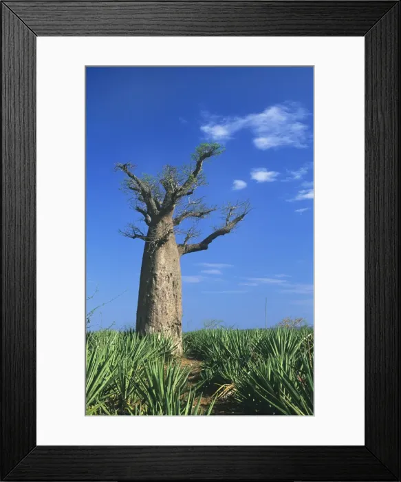 Framed Print : Baobab Tree - Madagascar Framed Print : Baobab Tree - Madagascar