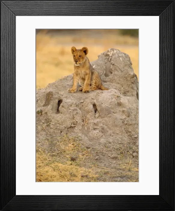 Framed Print : Lion - cub on mound - Botswana Framed Print : Lion - cub on mound - Botswana