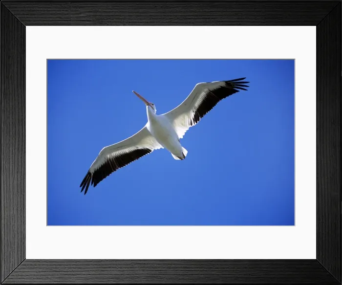 Framed Print : American White Pelican - USA Framed Print : American White Pelican - USA