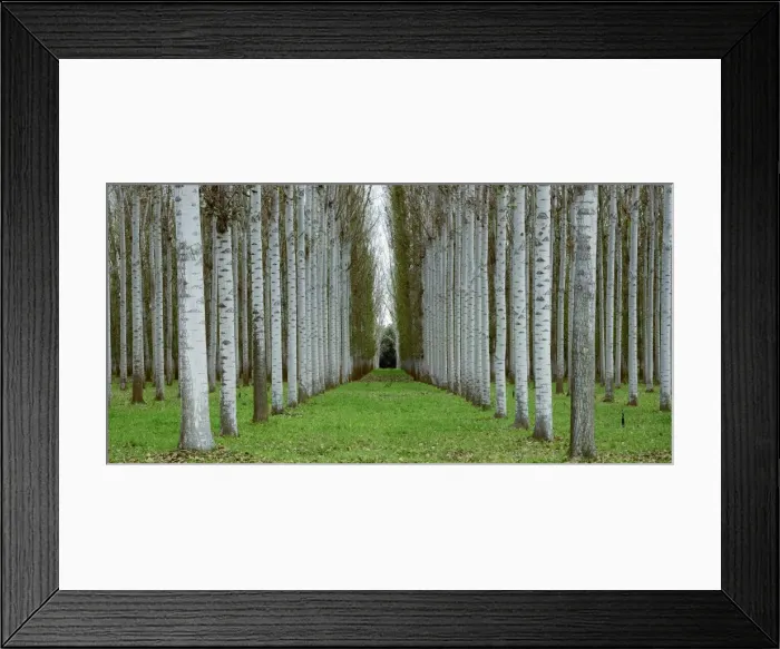 Framed Print : Poplar plantation, Wangaratta, northern Victoria, Australia JLR07665 Framed Print : Poplar plantation, Wangaratta, northern Victoria, Australia JLR07665