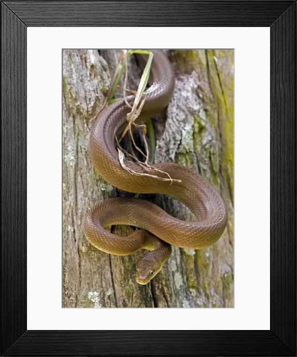 Framed Print : Tropical Rat Snake - Found from Arizona to Costa Rica- tropical dry forest - constictor - Santa Rosa National park - Costa Rica Framed Print : Tropical Rat Snake - Found from Arizona to Costa Rica- tropical dry forest - constictor - Santa Rosa National park - Costa Rica