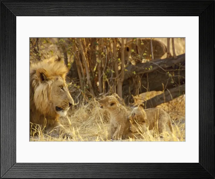 Framed Print : Lion - and cub - Botswana - Africa