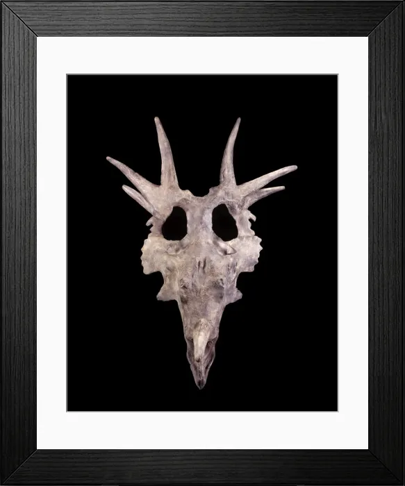 Framed Print : Dinosaurs - Styracosaurus skull - Ceratopsians - Horned dinosaurs Cast skull; original: Collections of the Canadian Museum of Nature, Ottawa, Canada. CJ 474 Framed Print : Dinosaurs - Styracosaurus skull - Ceratopsians - Horned dinosaurs Cast skull; original: Collections of the Canadian Museum of Nature, Ottawa, Canada. CJ 474
