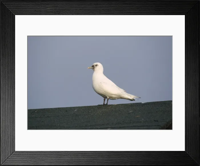 Framed Print : Ivory Gull Framed Print : Ivory Gull