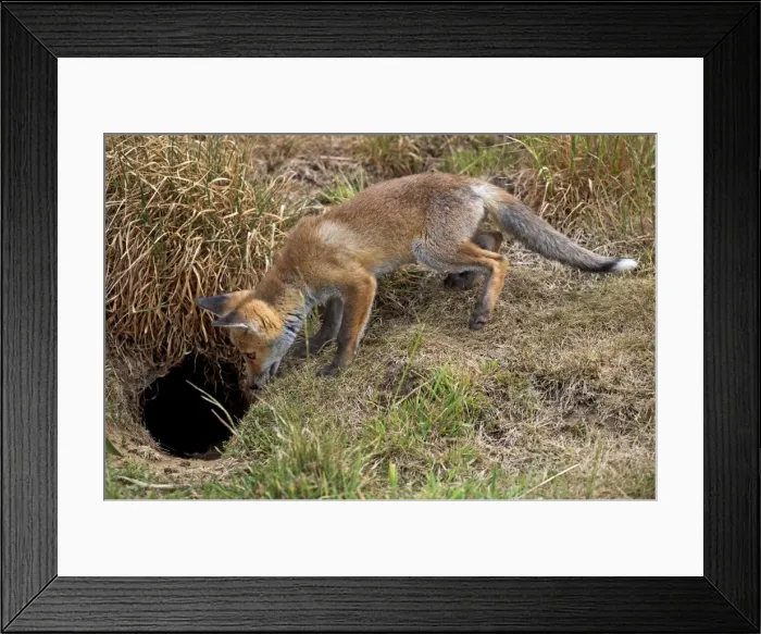 Framed Print : Red Fox - cub looking down hole - controlled conditions 13311 Framed Print : Red Fox - cub looking down hole - controlled conditions 13311