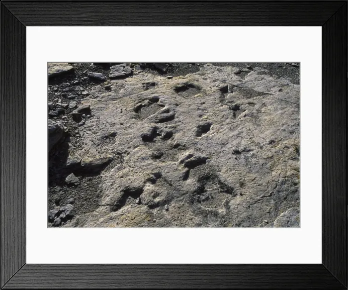 Framed Print : Dinosaur Tracks: Ornithopod dinosaur tracks Dakota Formation, Early Cretaceous Clayton Lake State Park, New Mexico Framed Print : Dinosaur Tracks: Ornithopod dinosaur tracks Dakota Formation, Early Cretaceous Clayton Lake State Park, New Mexico