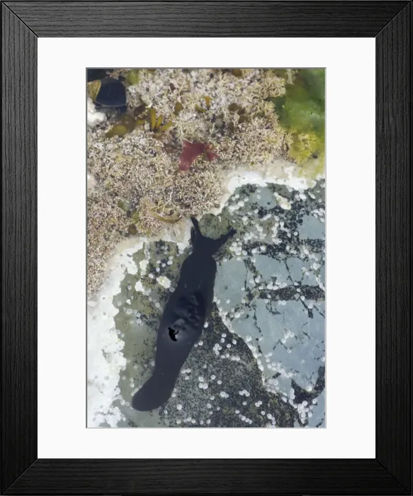 Framed Print : Black Sea Slug in rock pool - Brough Head - Orkney Mainland IN000927 Framed Print : Black Sea Slug in rock pool - Brough Head - Orkney Mainland IN000927
