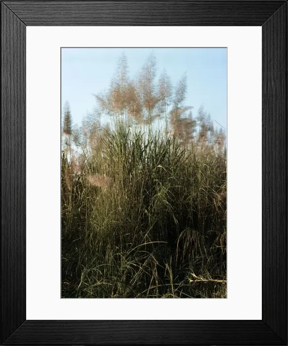 Framed Print : Elephant Grass - Nepal Framed Print : Elephant Grass - Nepal