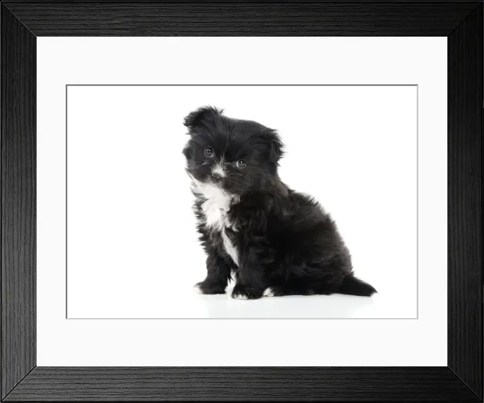 Framed Print : DOG - Japanese chin x papillon Framed Print : DOG - Japanese chin x papillon