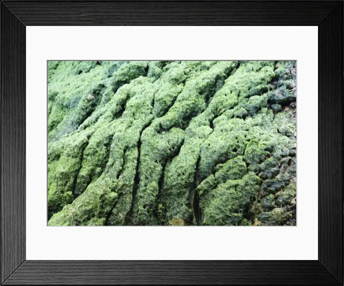 Framed Print : Tufa - covered with algae - Cornwall coast Framed Print : Tufa - covered with algae - Cornwall coast