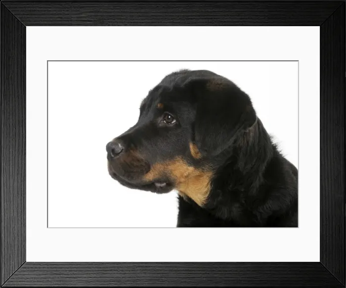 Framed Print : DOG - Bullmastiff x rottweiler Framed Print : DOG - Bullmastiff x rottweiler