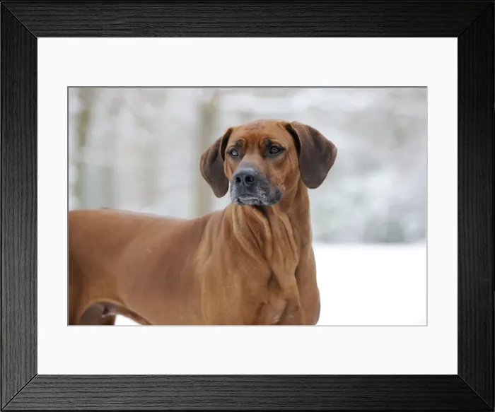 Framed Print : DOG - Rhodesian ridgeback in snow Framed Print : DOG - Rhodesian ridgeback in snow