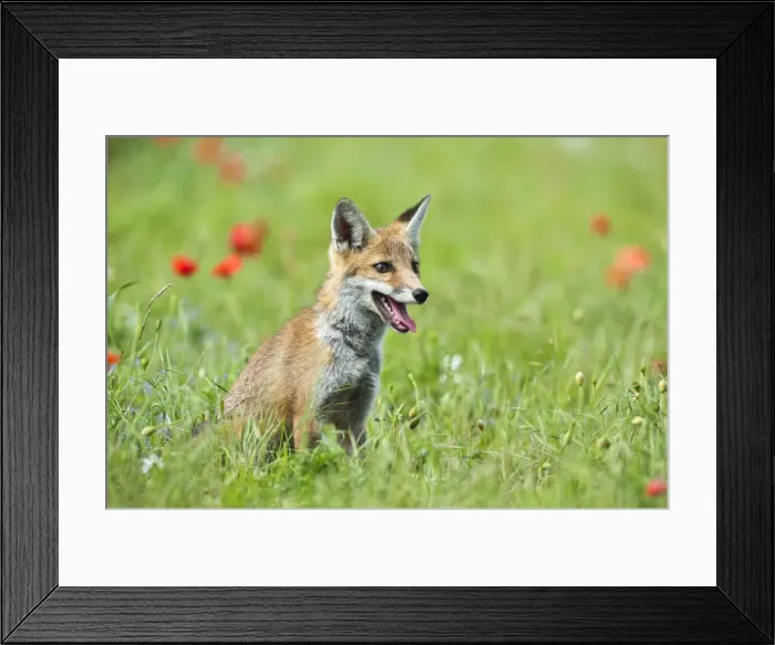 Framed Print : Red Fox - cub in poppy meadow - controlled conditions 13810 Framed Print : Red Fox - cub in poppy meadow - controlled conditions 13810