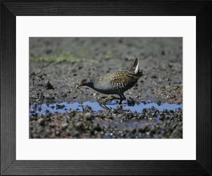 Framed Print : Australian Spotted Crake - Gould's Lagoon - Tasmania, Australia Framed Print : Australian Spotted Crake - Gould's Lagoon - Tasmania, Australia