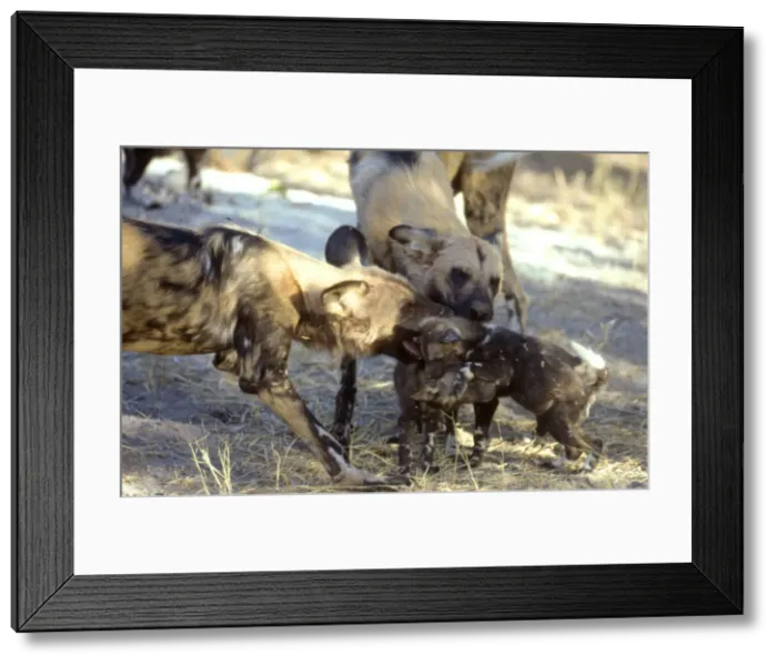 Framed Print : African Wild Dogs CRH 925 Playing with pups - Moremi, Botswana Lycaon pictus © Chris Harvey / ardea. com Framed Print : African Wild Dogs CRH 925 Playing with pups - Moremi, Botswana Lycaon pictus © Chris Harvey / ardea. com